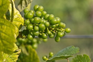 Wein im Reifeprozess