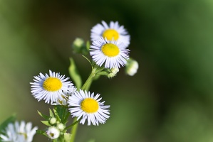 Gänseblümchen