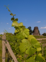 Weinrebe mit Bismarkturm