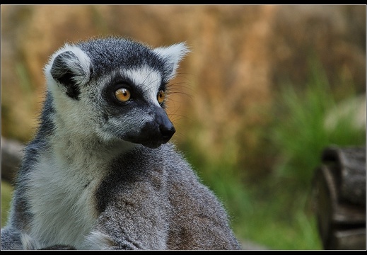Zoo Dresden - Dieses Album anzeigen Zoo Dresden