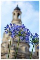 Neumarktblumen