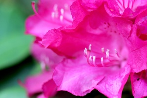 Rosa Blüte