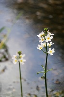 Blüte im Wasser