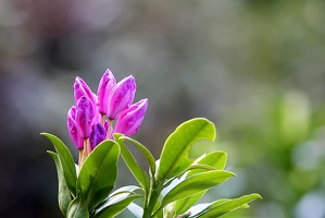 Rhododendron 1