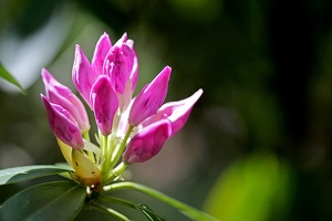 Rhododendron 3