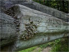 Kunst der Natur und des Menschen