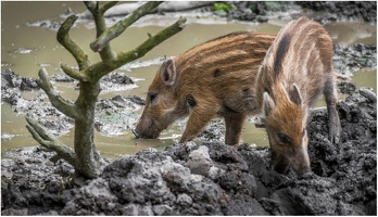 Schweinerei