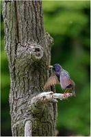 Toller Vogel