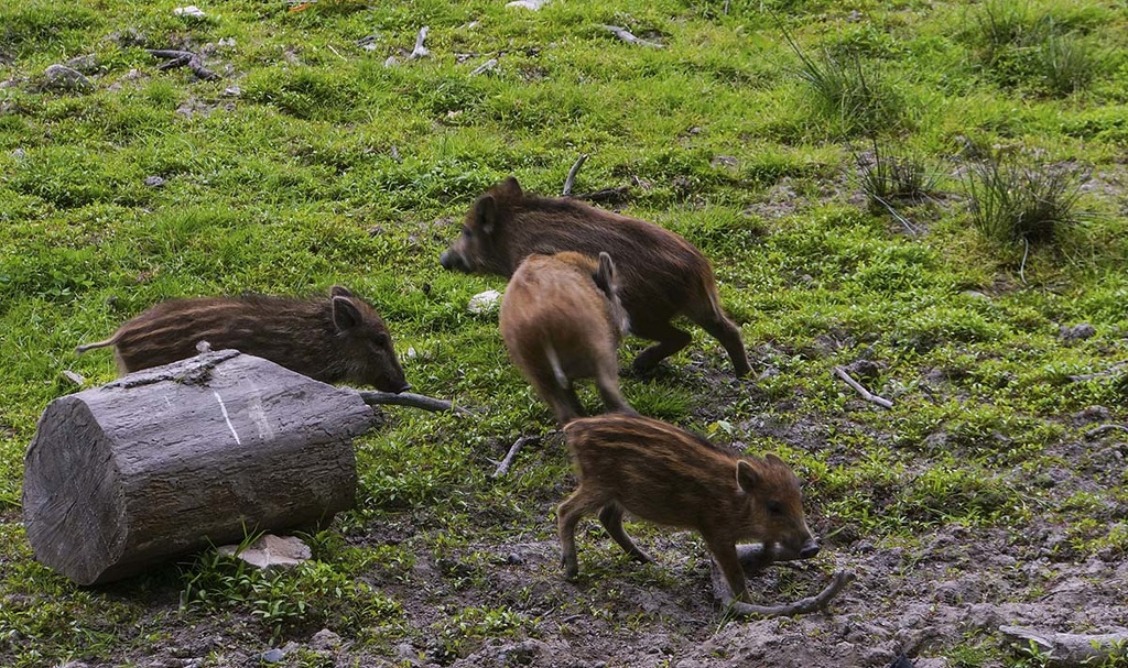Impressionen aus dem Wildgehege Moritzburg ferkel.jpg