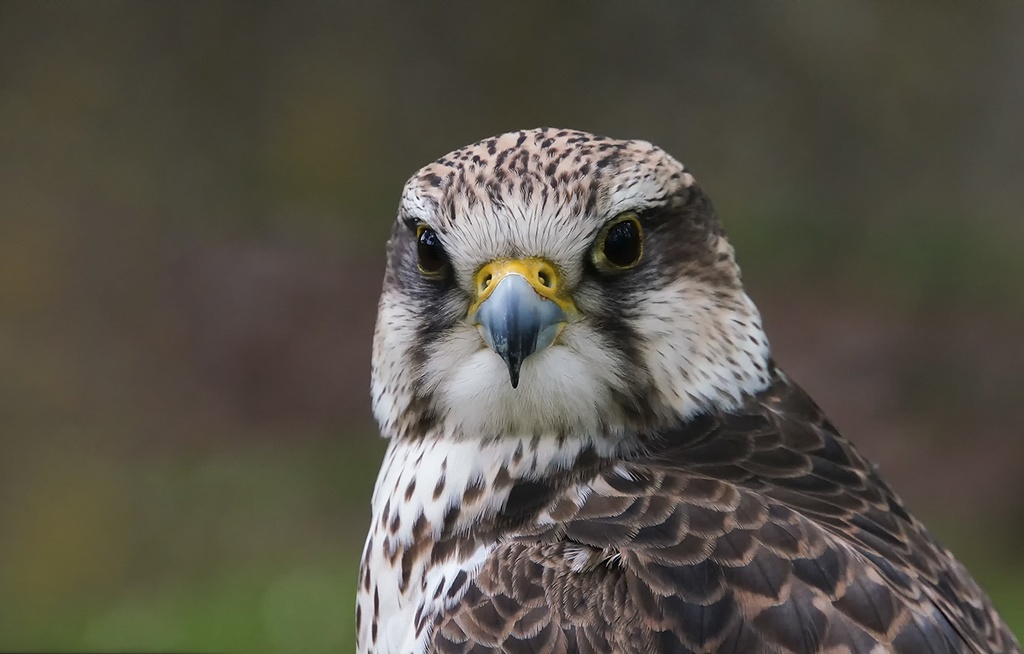 Impressionen aus dem Wildgehege Moritzburg greifvogel2.jpg