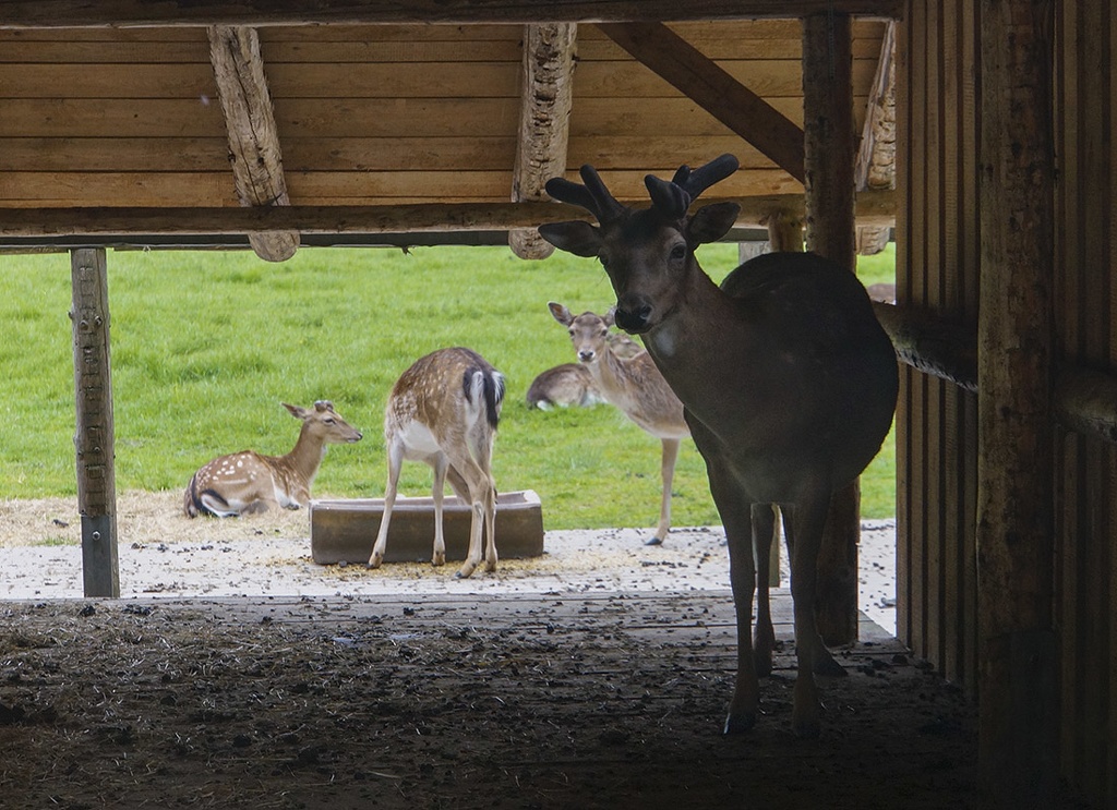 Impressionen aus dem Wildgehege Moritzburg hirsch.jpg