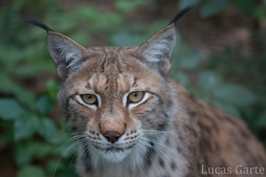 Der erste Luchs