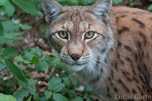 Der Luchs mit mehr Tiefenschärfe