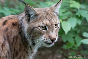 Der abgelenkte Luchs II