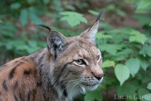 Der ganz abgelenkte Luchs