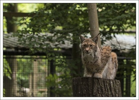 Luchs