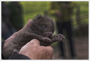 Marderhund