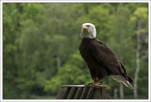 Weißkopf-Seeadler 2