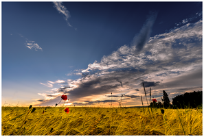 Ab ins Feld