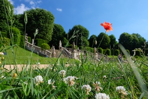 Die Mohnblume und der Fotograf