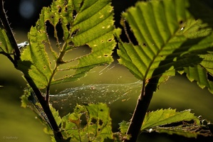 Spinnlein grün