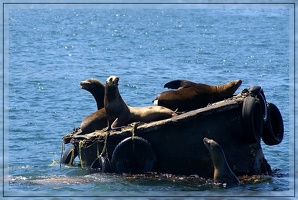 seal convention