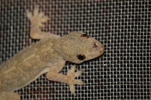 Gecko in der Kueche!
