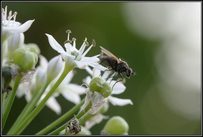 Fliege auf Blüte