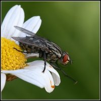 Fliege 2