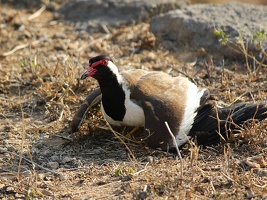 Red wattled Lapwing
