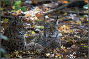 Luchs