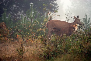 Hirschbrunft