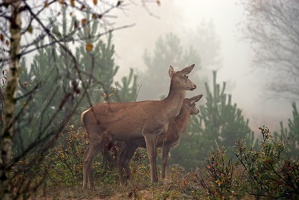 Hirschbrunft