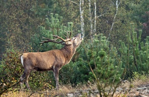 Der Sofa Hirsch aus Opas Zeiten