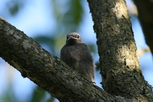 Jungvogel