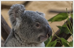 Koala 1