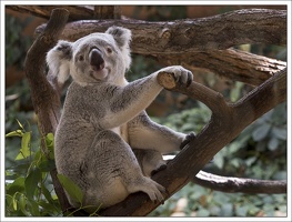 Koala 3