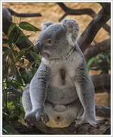 Koala 2