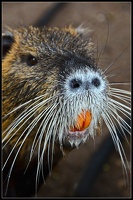 Nutria