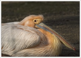 Pelikan macht Pause