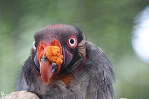 Berliner Zoo