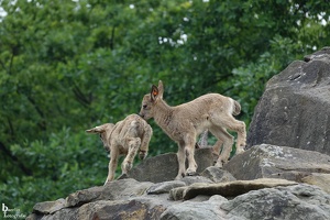 Berliner Zoo