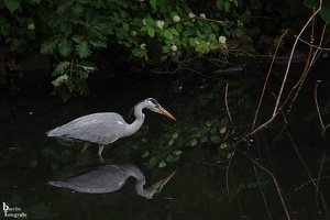 Berliner Zoo