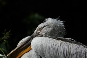 Berliner Zoo