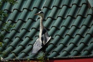 Berliner Zoo