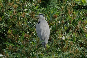 Berliner Zoo