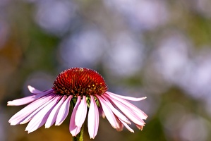 Sonnenhut (Echinacea)