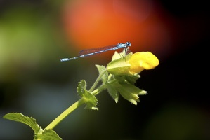 Libelle 1
