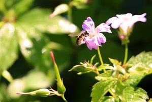 Biene an der Tränke