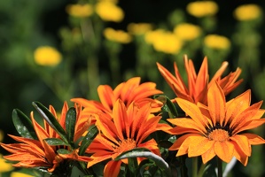 KennIchNichtBlume